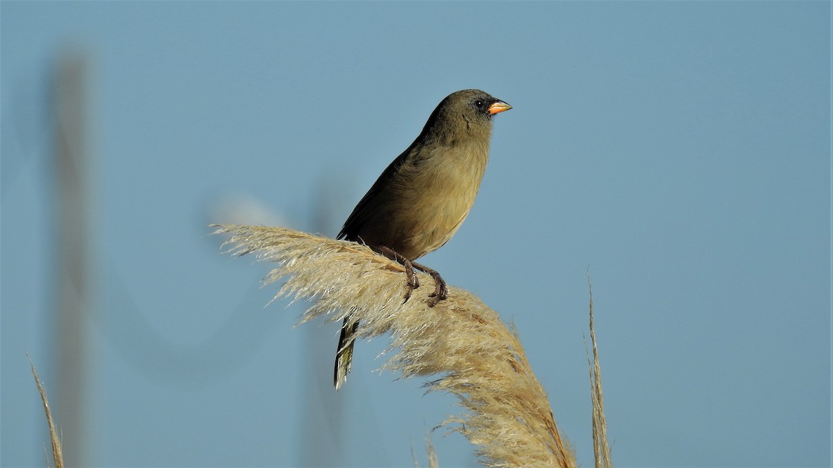 Great Pampa-Finch - Pablo Alejandro Pla