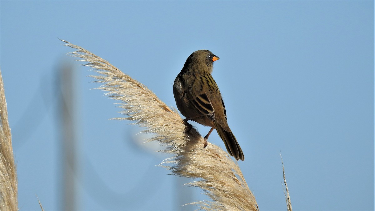 Great Pampa-Finch - Pablo Alejandro Pla