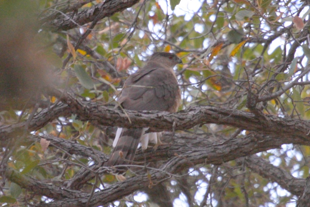 Cooper's Hawk - ML239270621