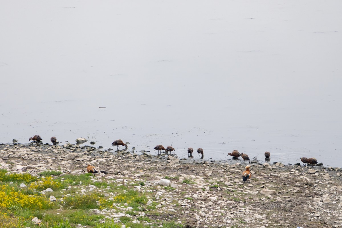 Ruddy Shelduck - ML239271071