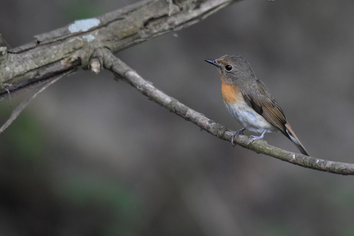 Blue-throated Flycatcher - Ian Hearn