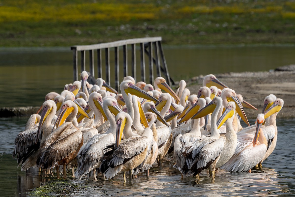 Great White Pelican - ML239271101