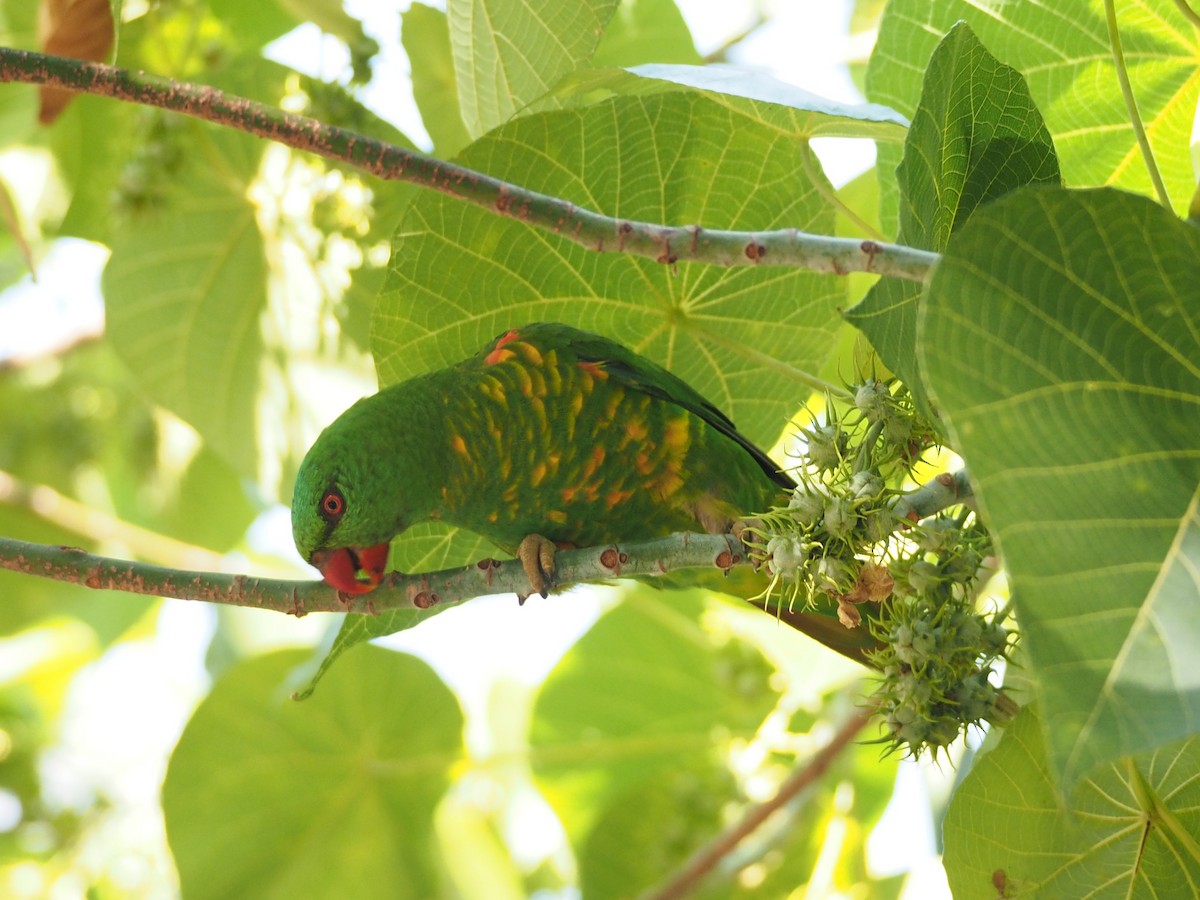 Scaly-breasted Lorikeet - ML239271211