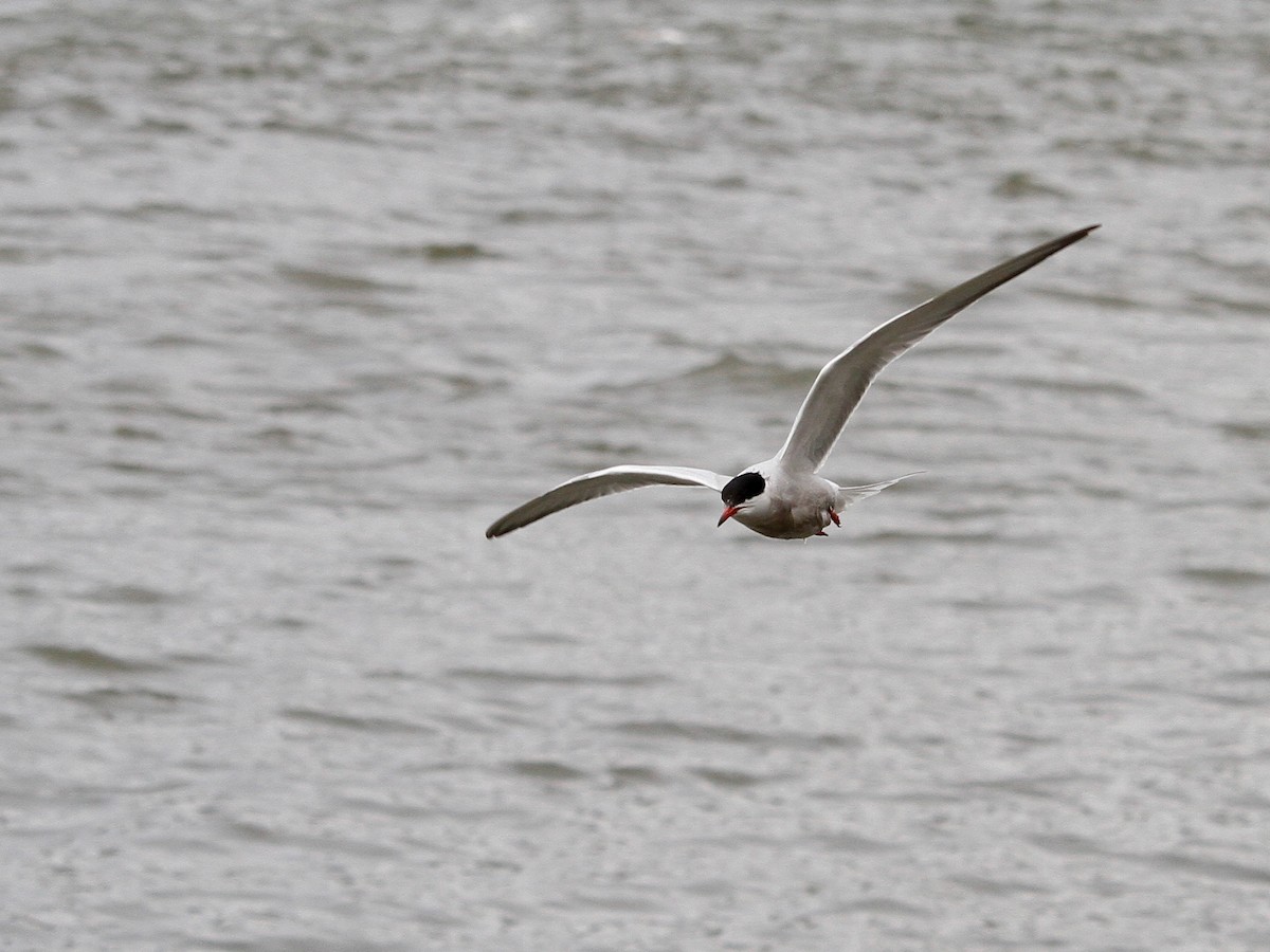 Common Tern - Loyan Beausoleil