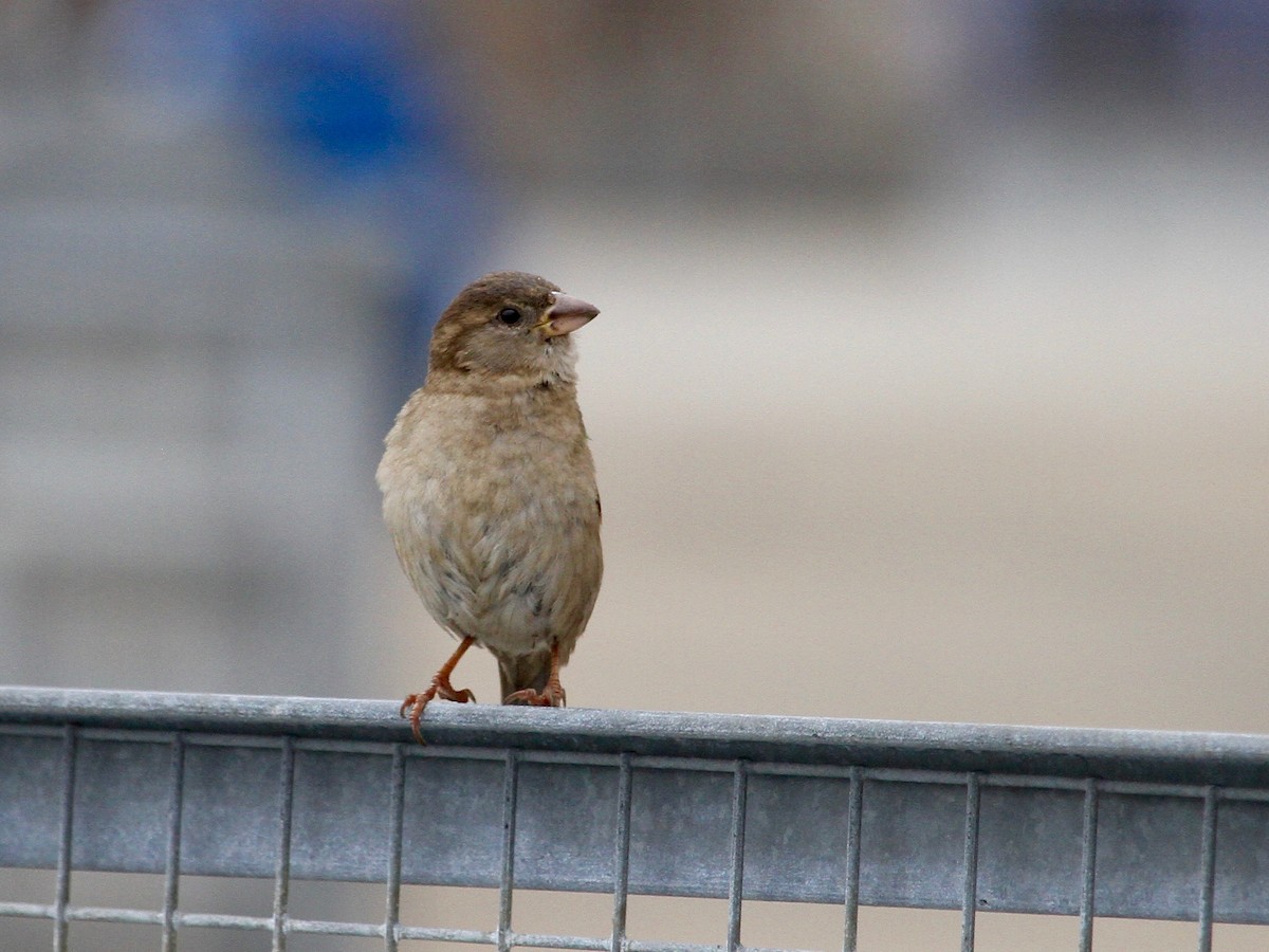 House Sparrow - ML239273861