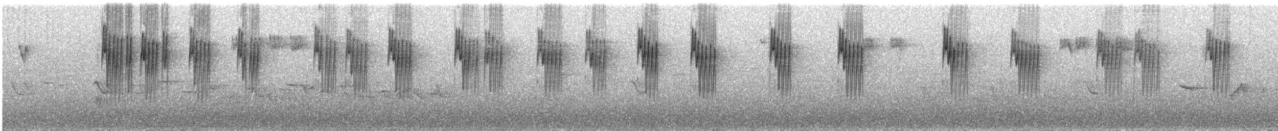 spettmeis (sinensis/formosana) - ML239275011