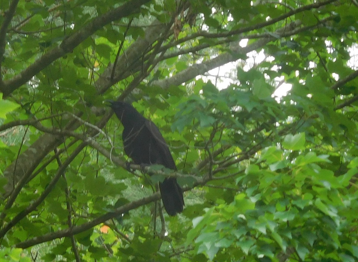 Fish Crow - ML239275661