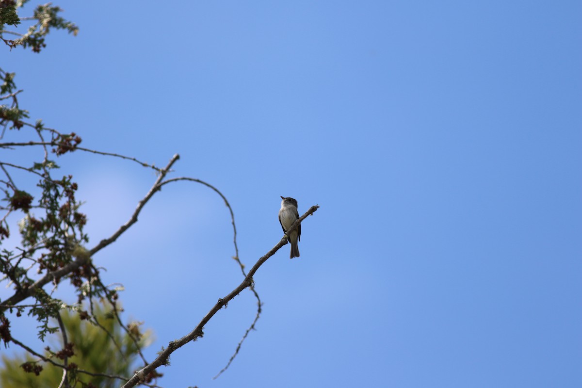 Least Flycatcher - ML239276231