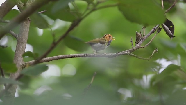 Rufous-faced Warbler - ML239276591