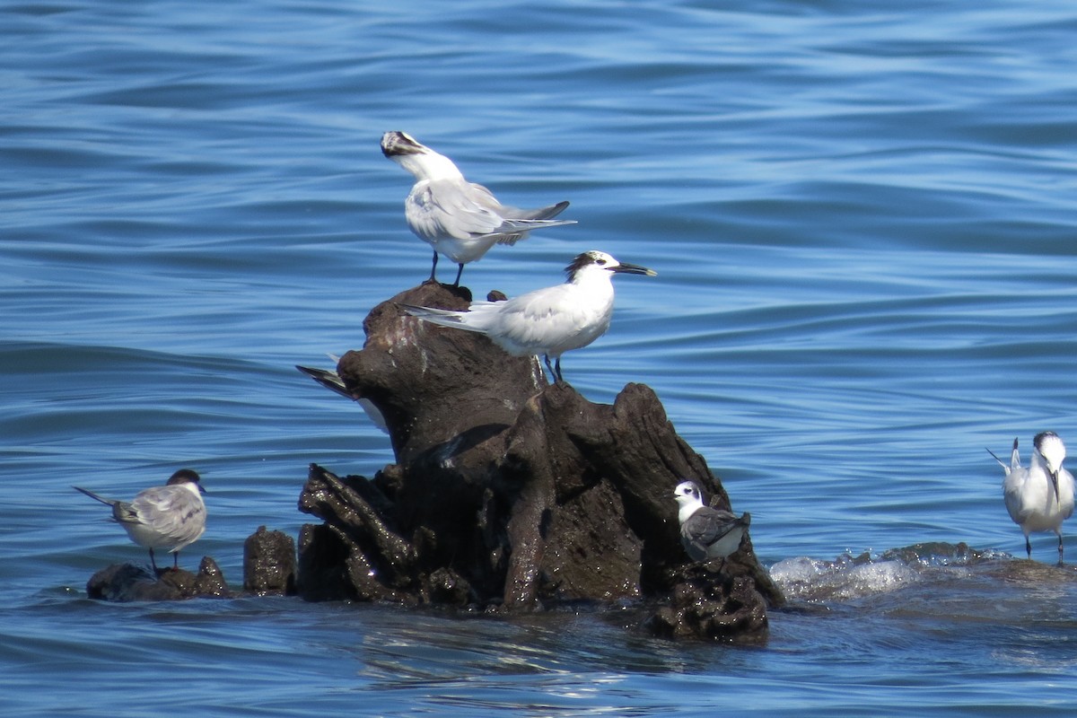 Sandwich Tern - Oliver  Komar