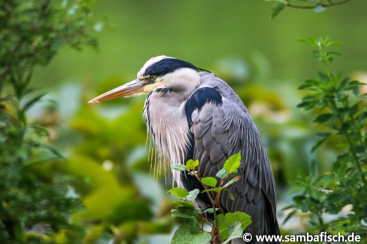 Gray Heron - ML239279601