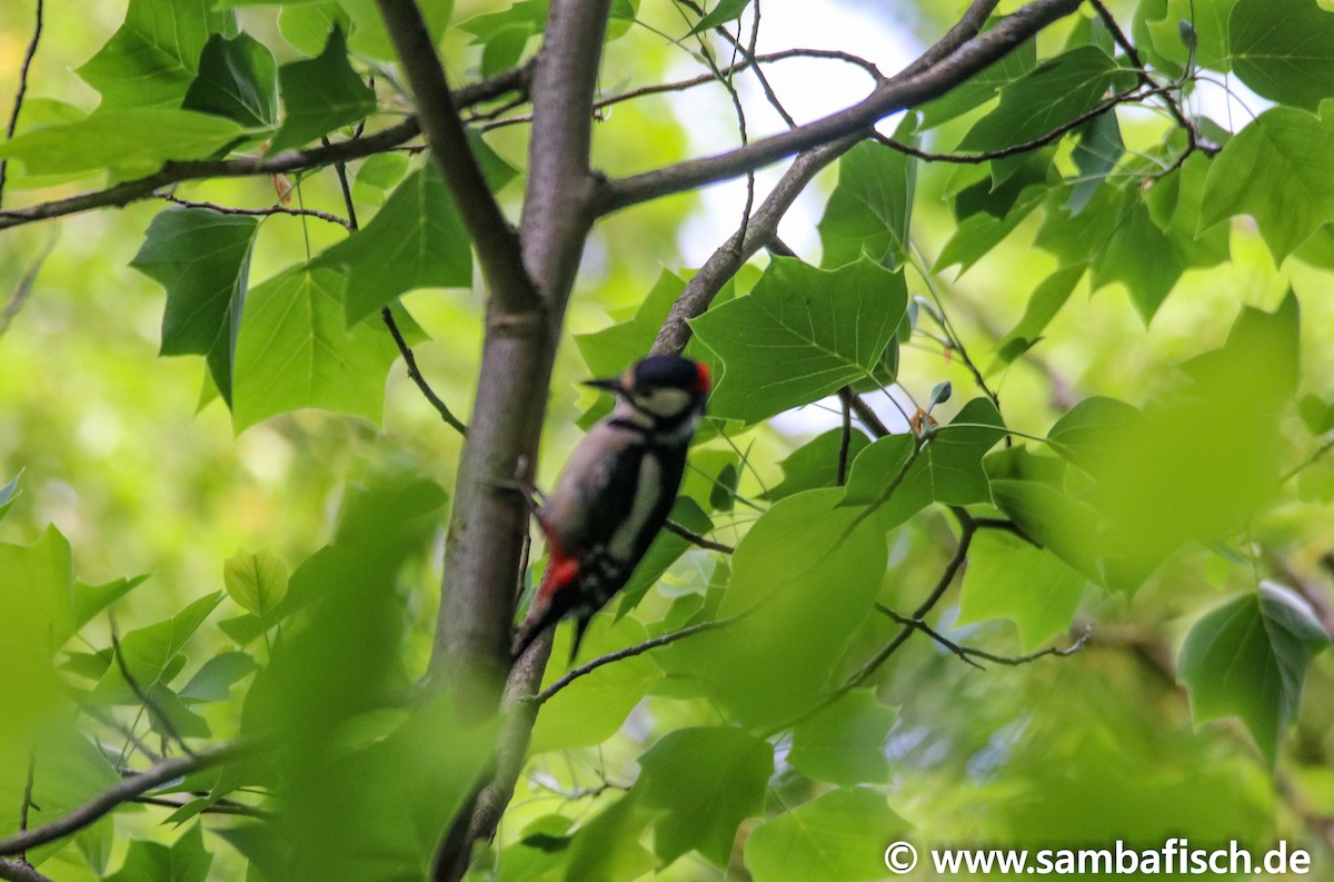 Great Spotted Woodpecker - ML239279621