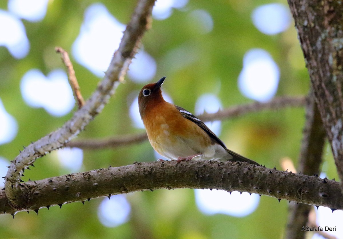 Abyssinian Ground-Thrush (Abyssinian) - ML239279851