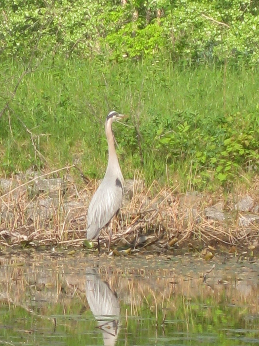 Great Blue Heron - ML239280251