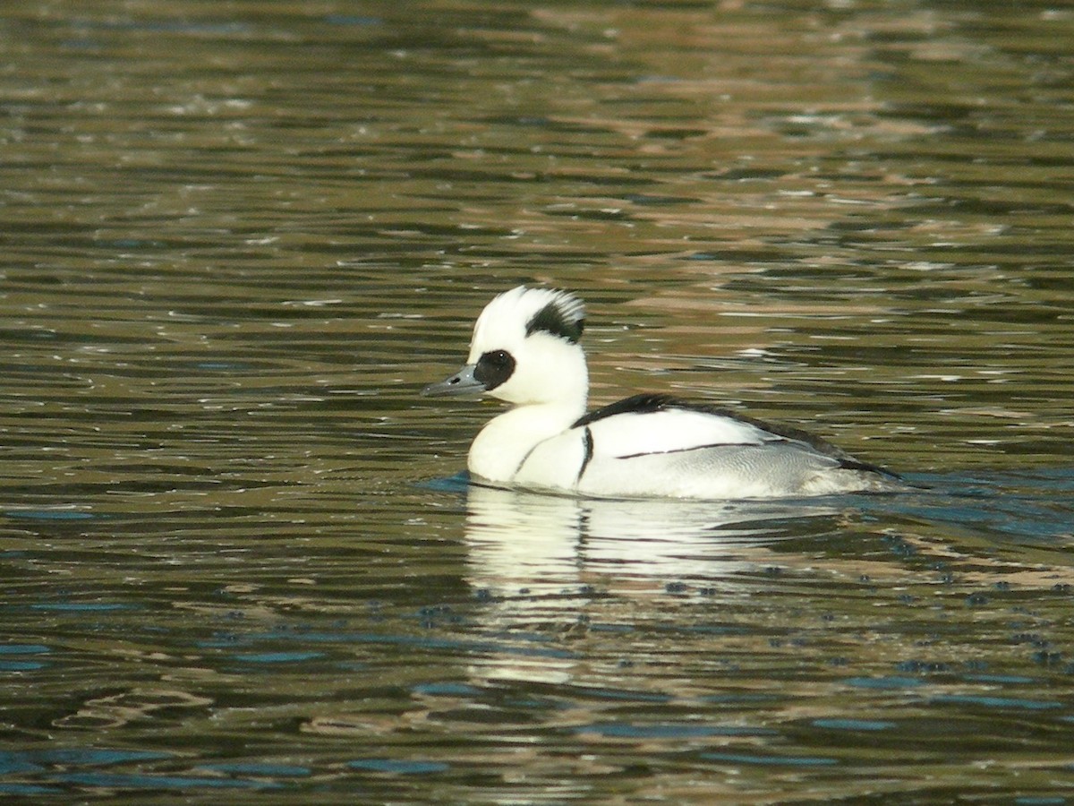 Smew - ML239280671