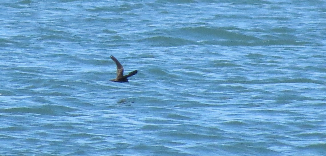 Least Storm-Petrel - ML23928101