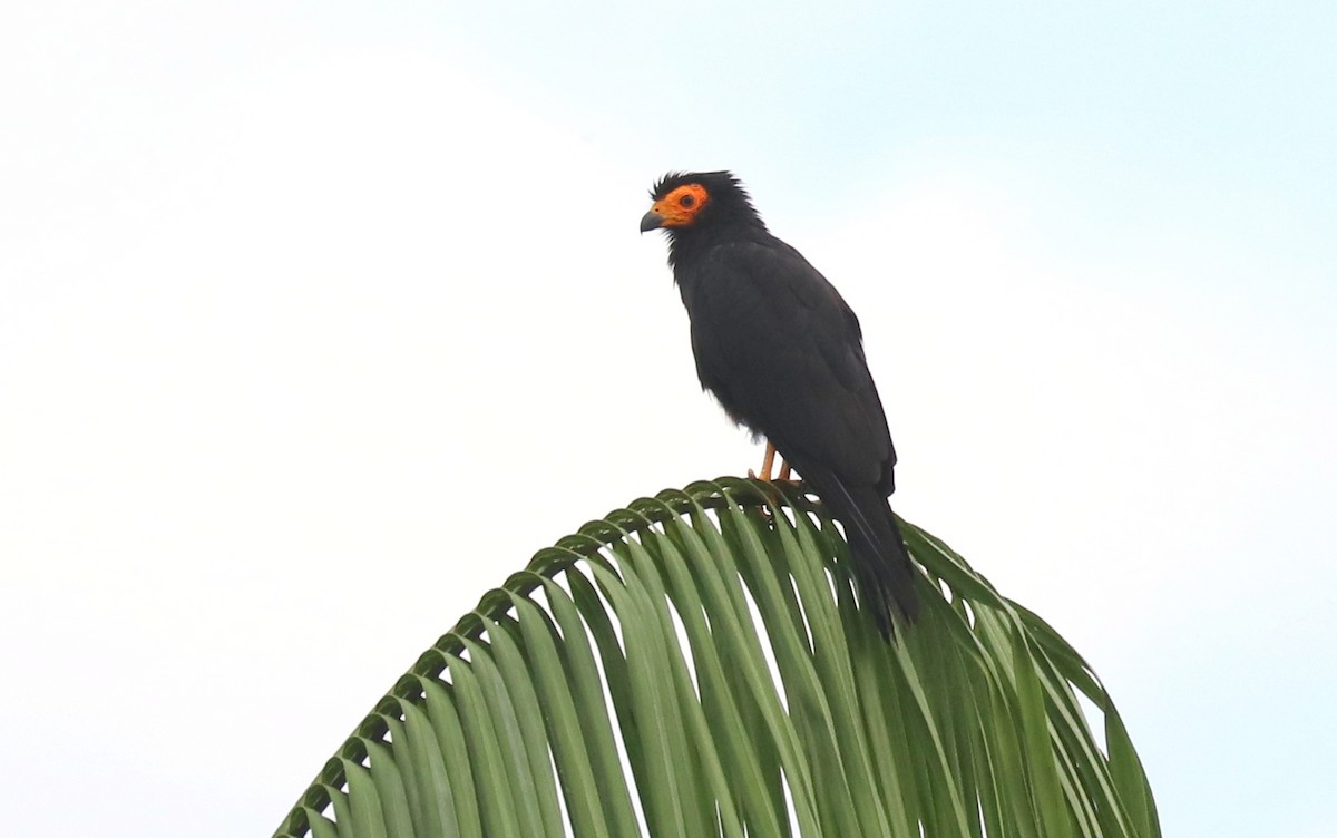 Black Caracara - ML239282301