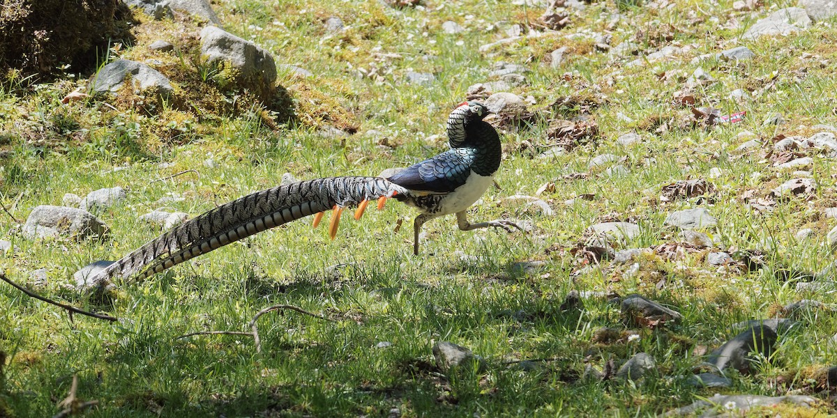 Lady Amherst's Pheasant - Vincent Wang