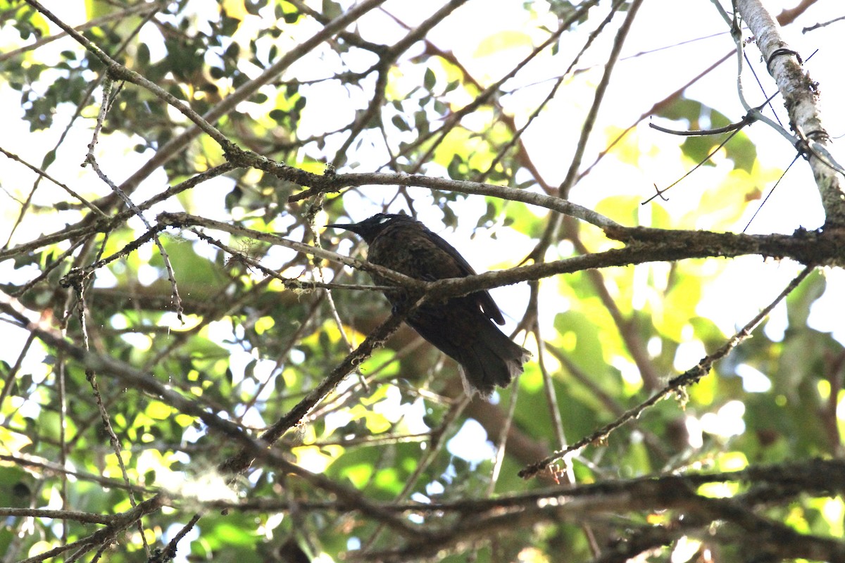 White-eared Myza - Rainer Seifert