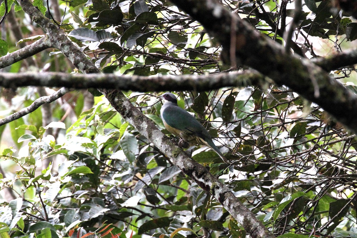 Red-eared Fruit-Dove - Rainer Seifert