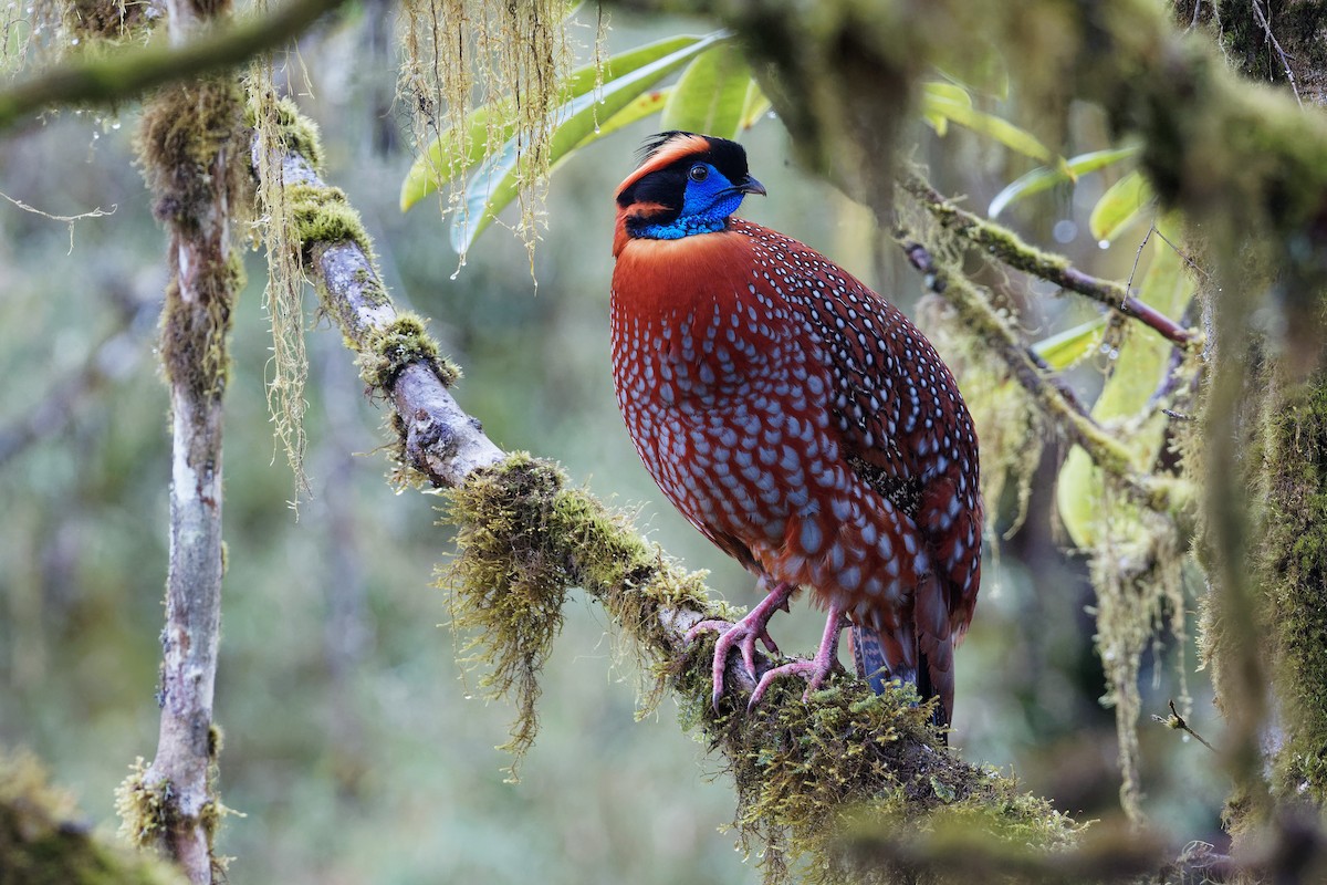 Temminck's Tragopan - Vincent Wang