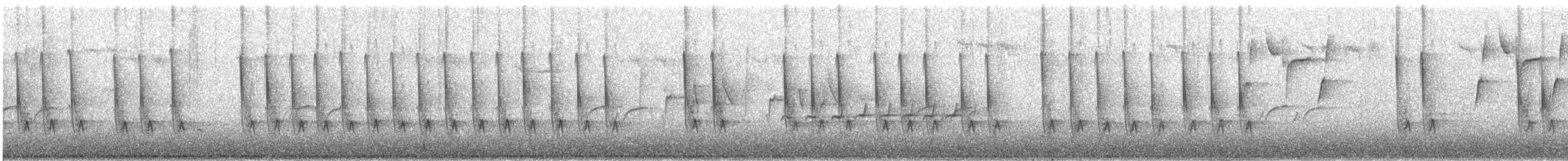 spettmeis (sinensis/formosana) - ML239287631