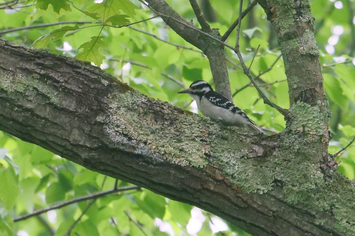 Hairy Woodpecker - ML239288791