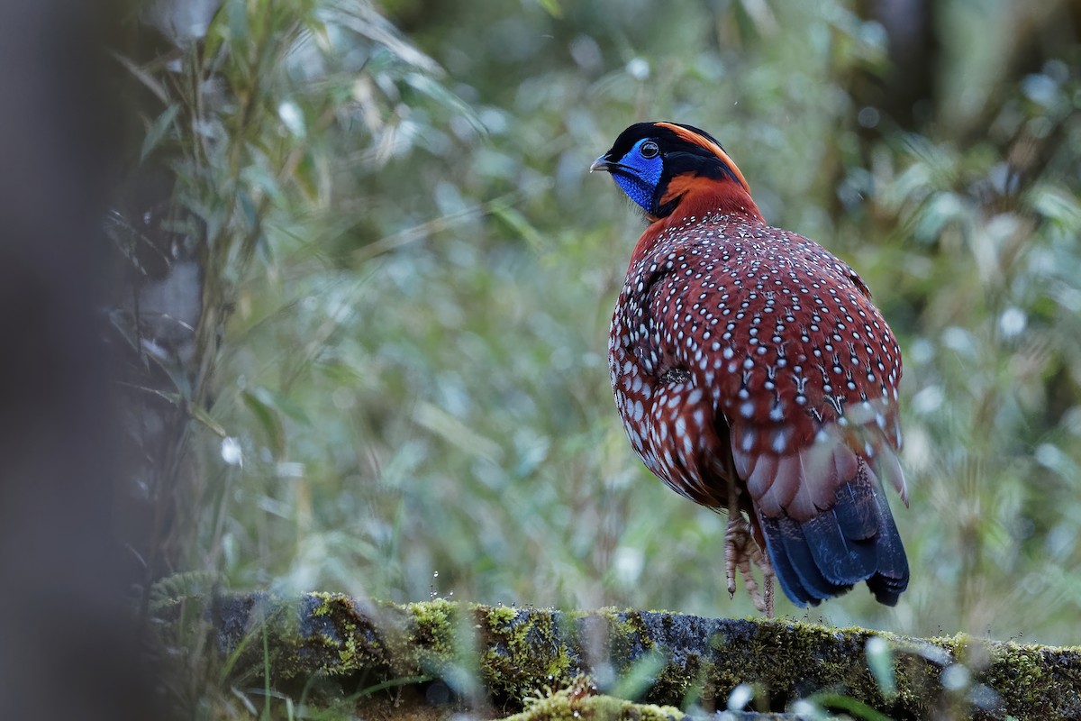 Temminck's Tragopan - Vincent Wang