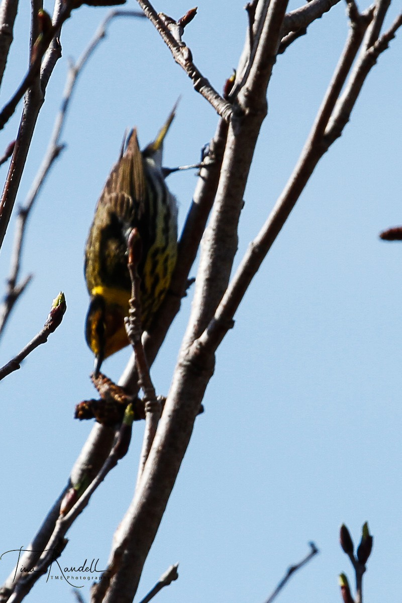 Cape May Warbler - ML239289271