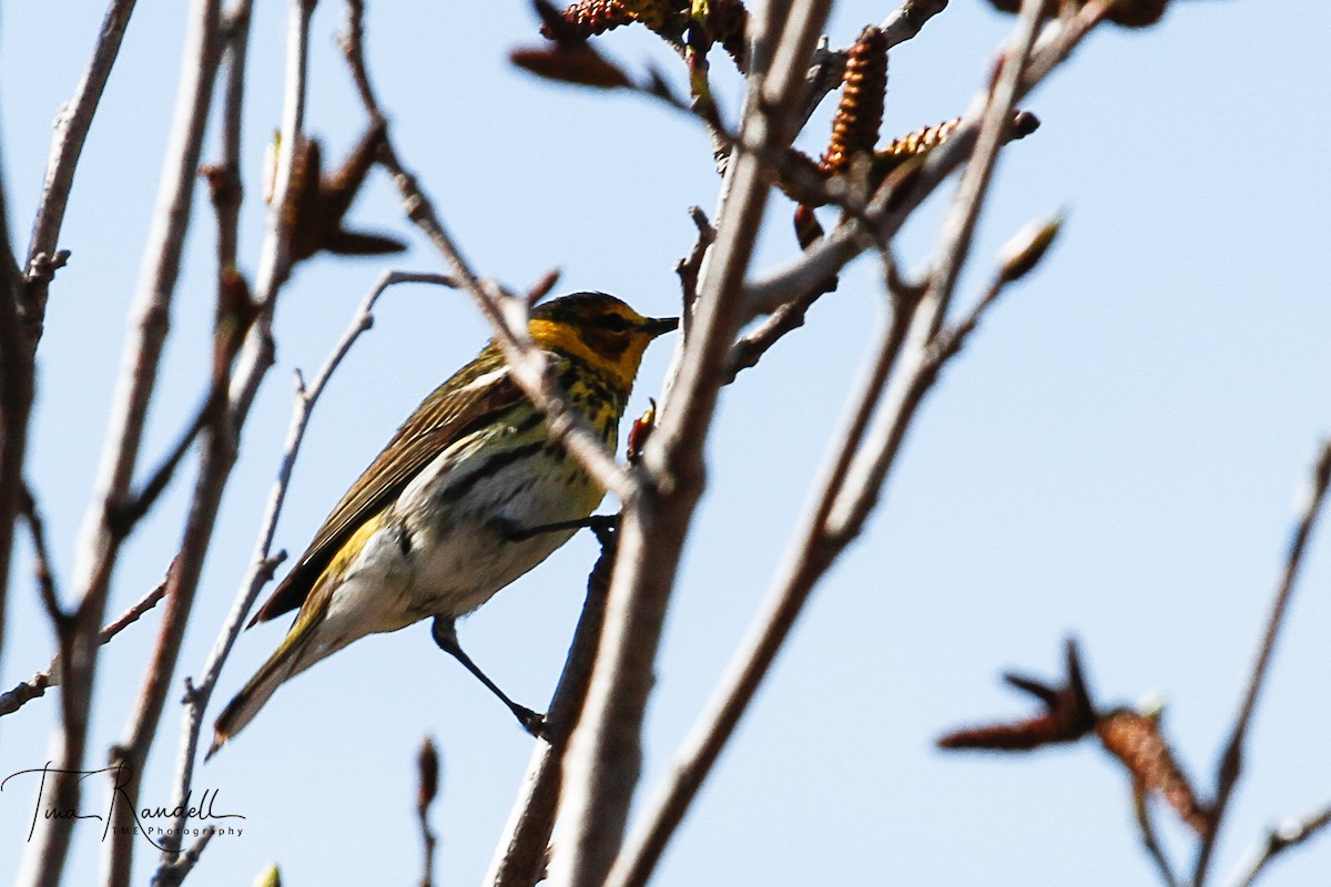 Cape May Warbler - ML239289421