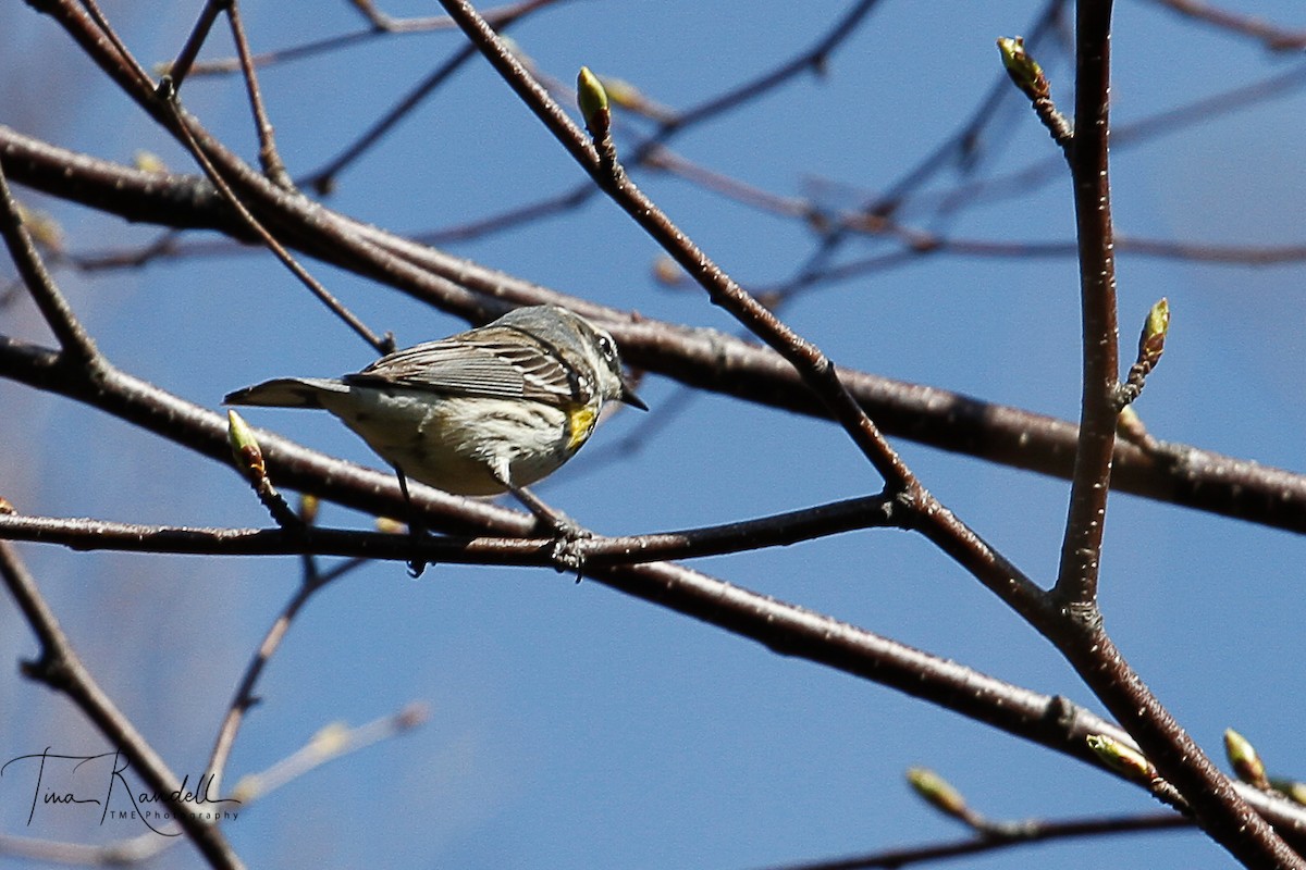 Yellow-rumped Warbler - ML239289441