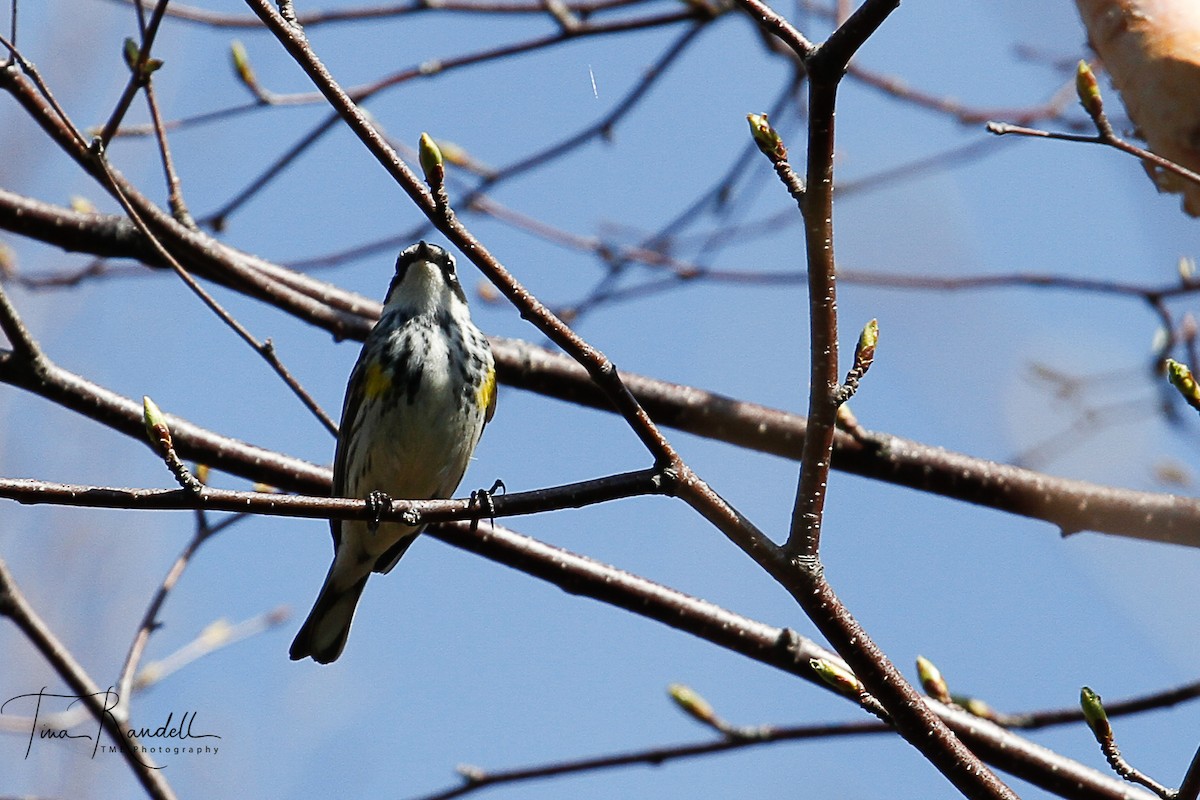 Yellow-rumped Warbler - ML239289451