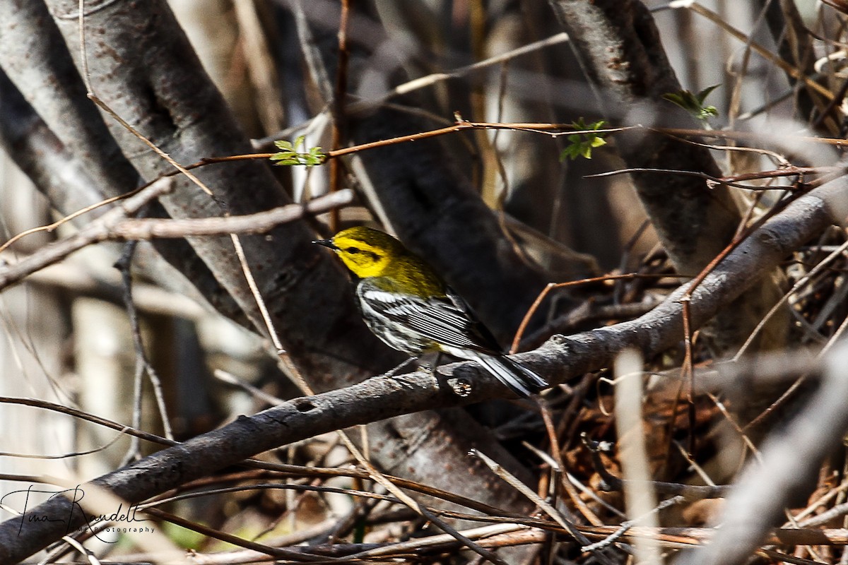 Black-throated Green Warbler - ML239289561
