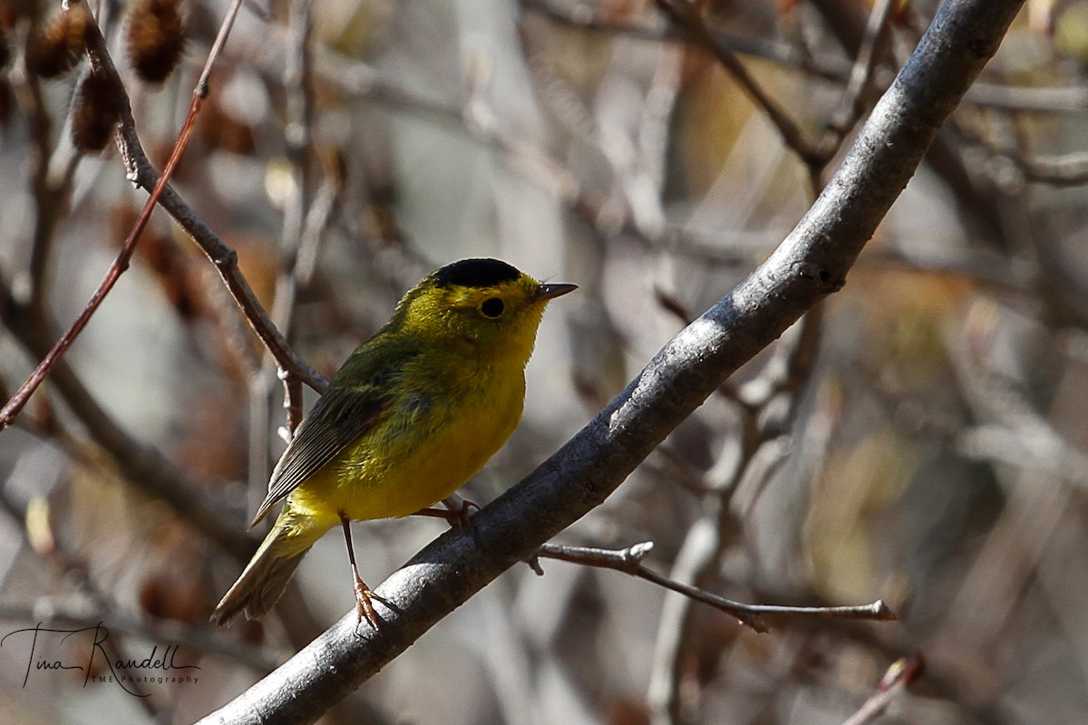 Wilson's Warbler - ML239289591