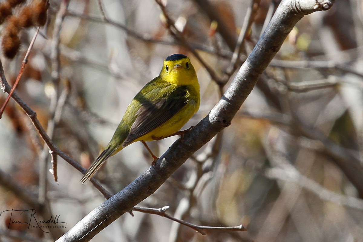 Wilson's Warbler - ML239289601