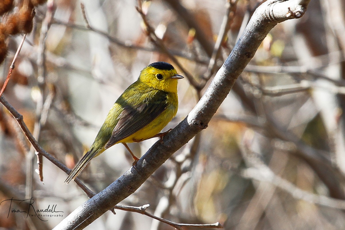 Wilson's Warbler - ML239289611