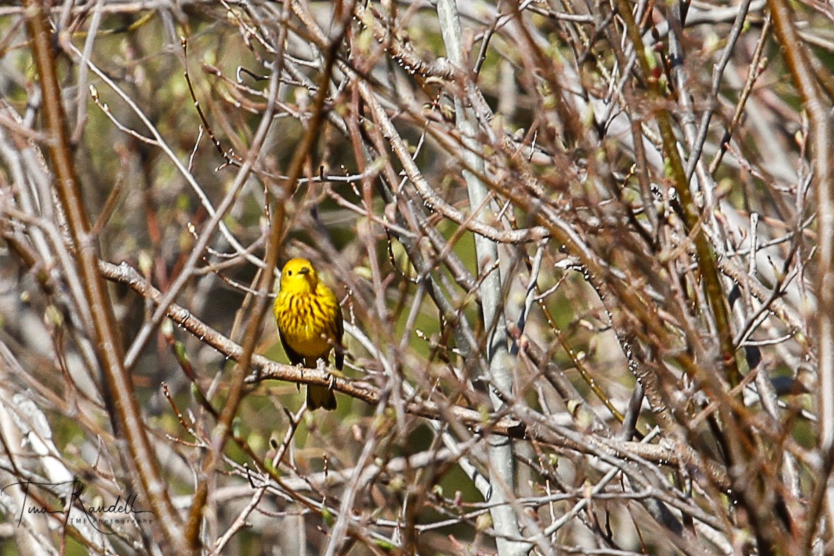 Yellow Warbler - ML239289711