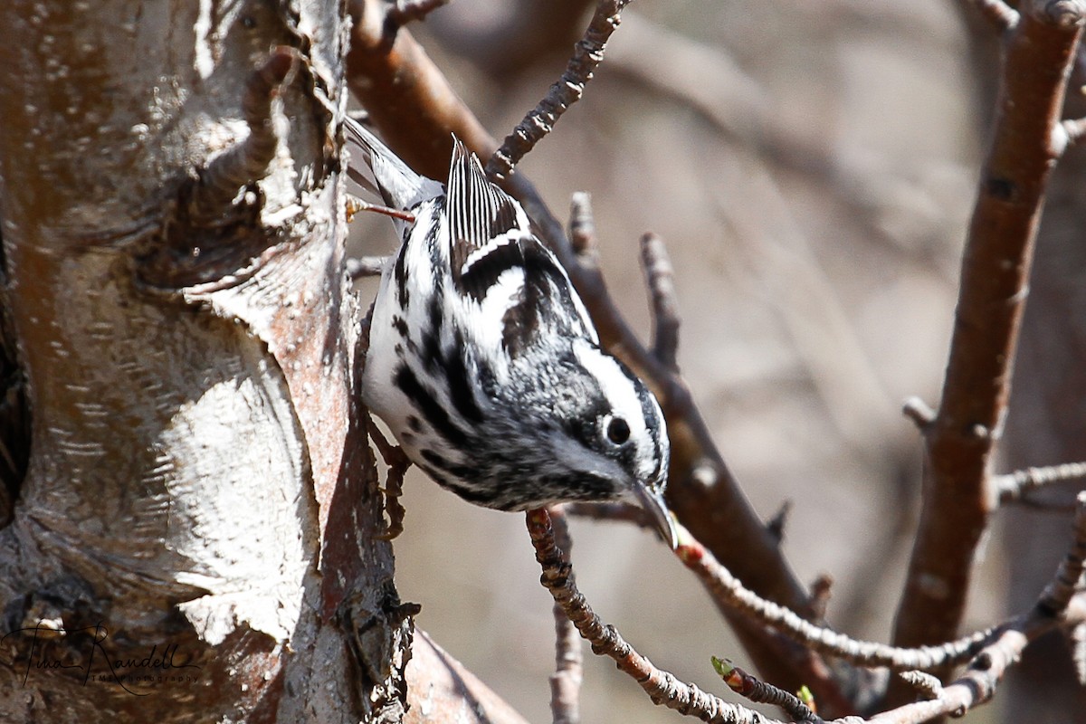 Black-and-white Warbler - ML239289861