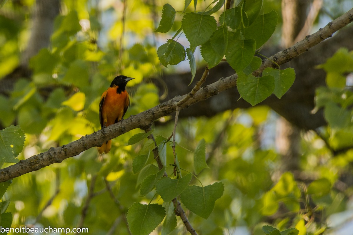 Oriole de Baltimore - ML239290201