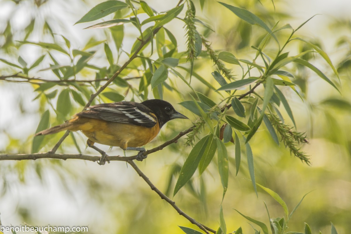 Baltimore Oriole - ML239290221