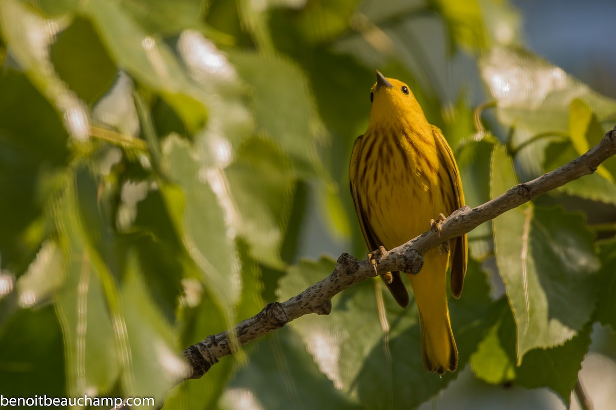 Paruline jaune - ML239290261