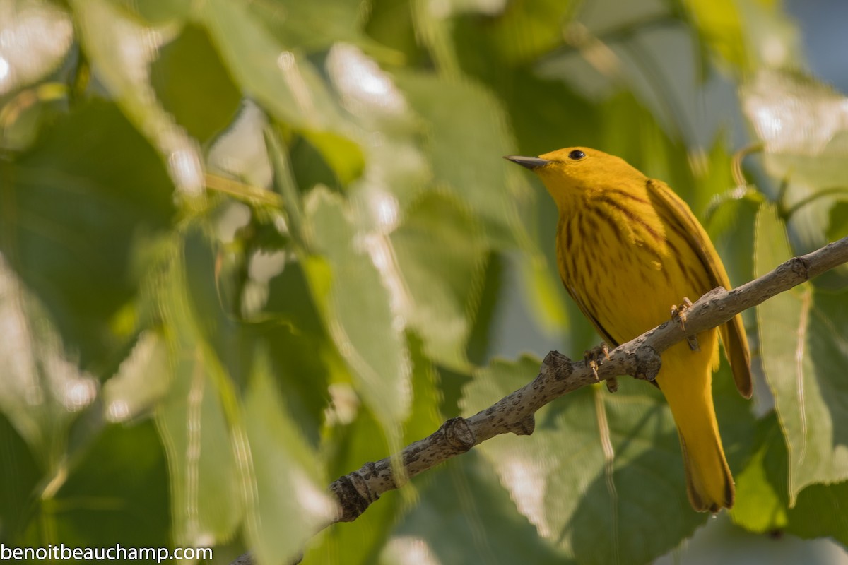 Paruline jaune - ML239290291