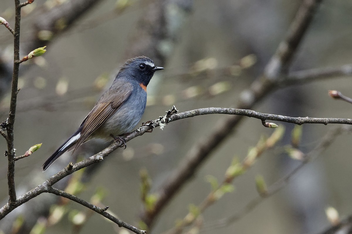 Rufous-gorgeted Flycatcher - ML239291591