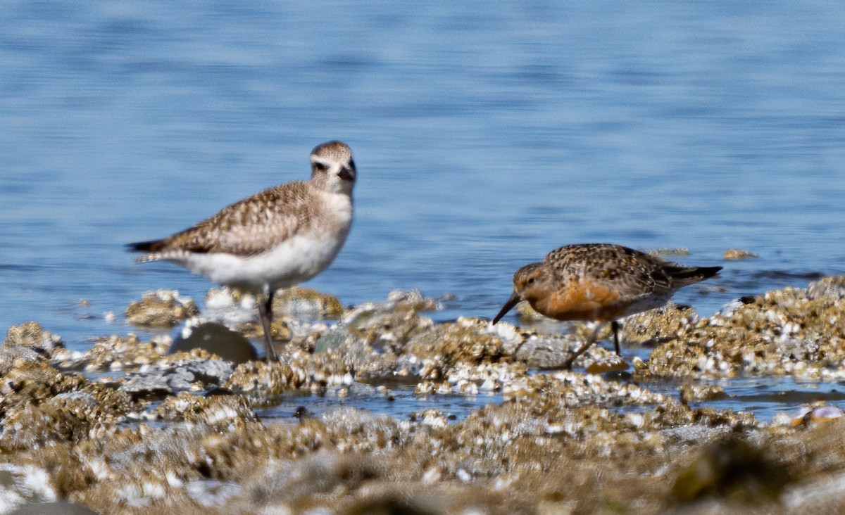Red Knot - ML239292061