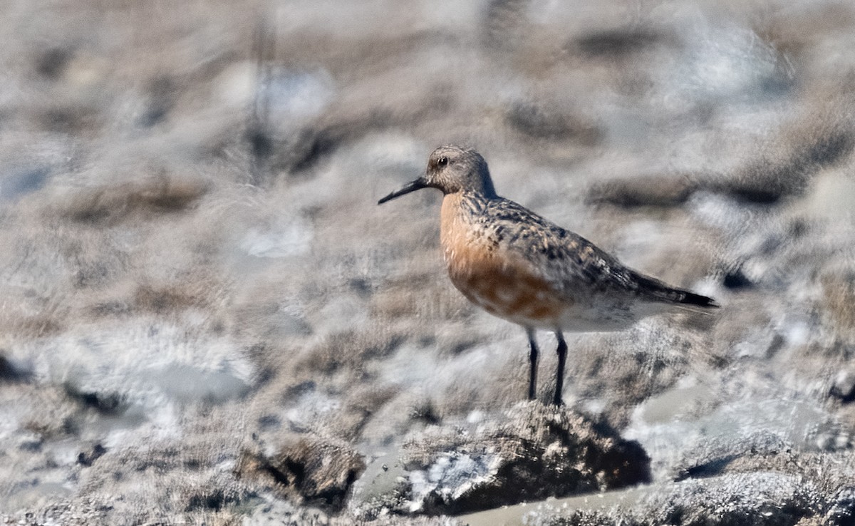 Red Knot - ML239292091