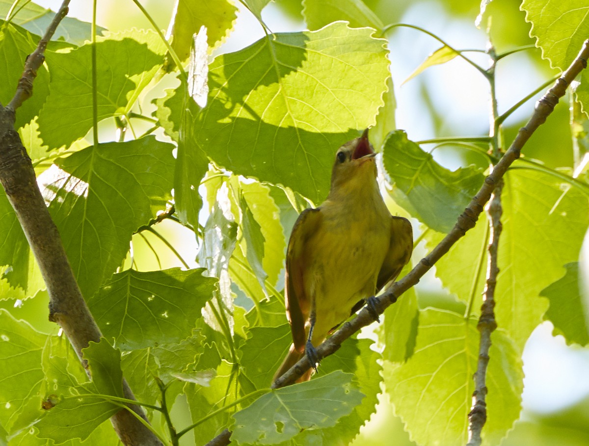 Ötücü Vireo - ML239292341