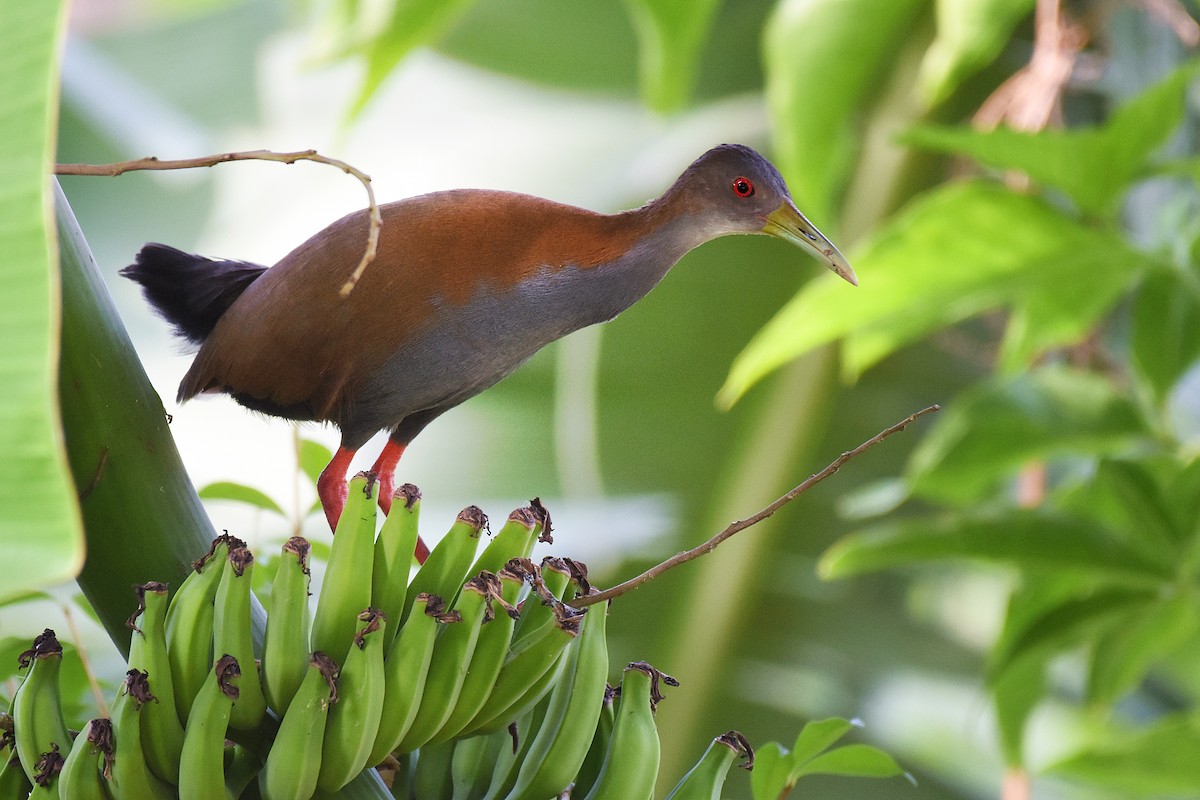 Slaty-breasted Wood-Rail - ML239292411
