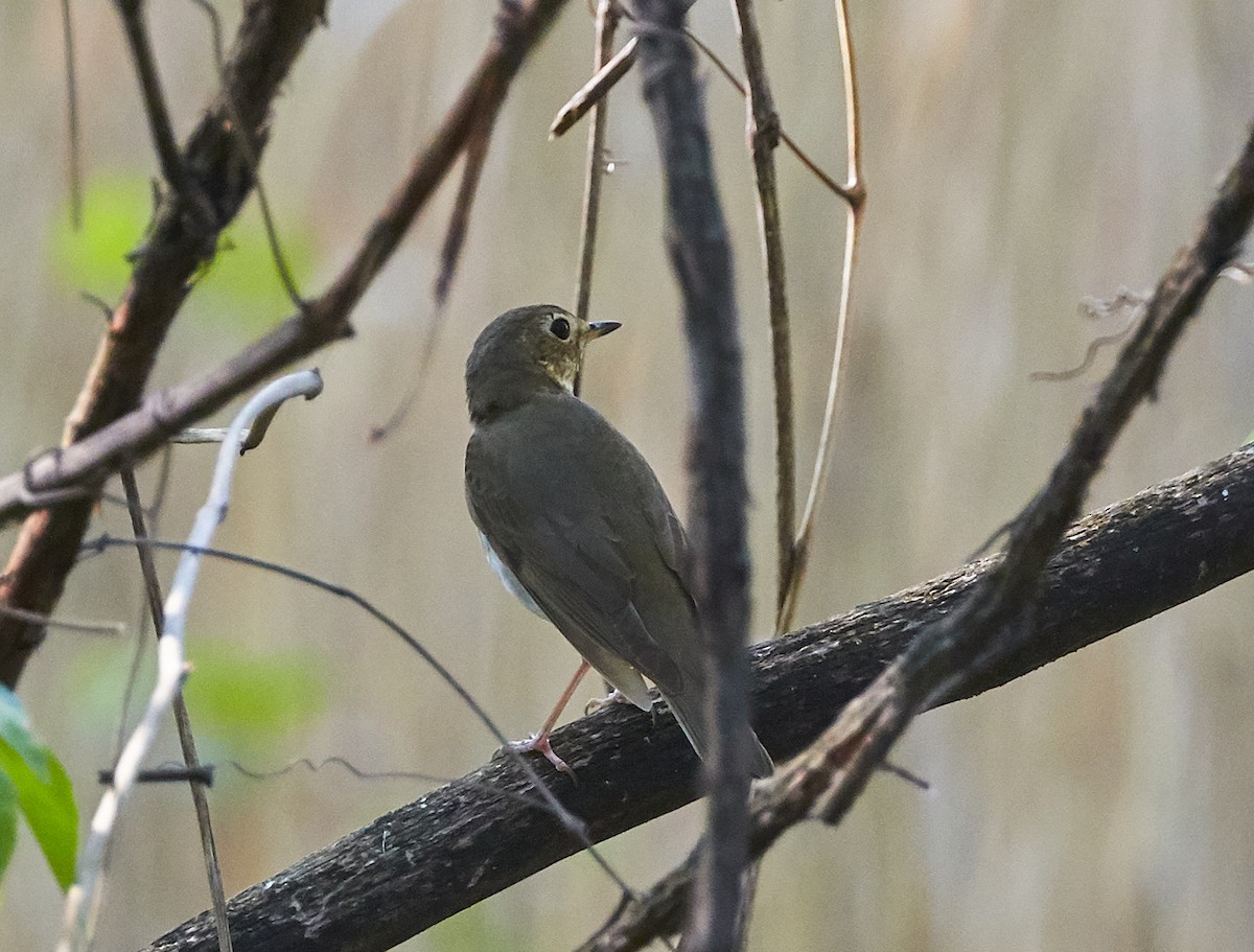 Swainson's Thrush - David Bird