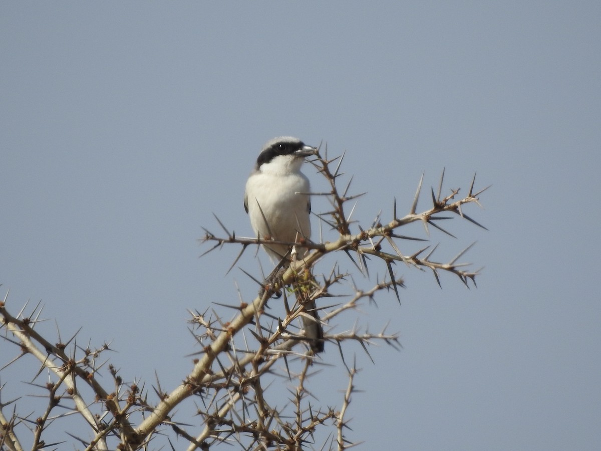 Great Gray Shrike - ML239292571