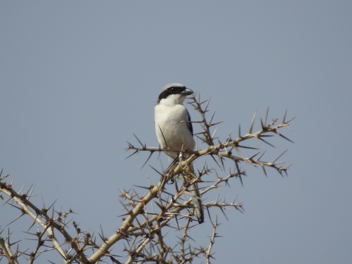 Great Gray Shrike - ML239292731